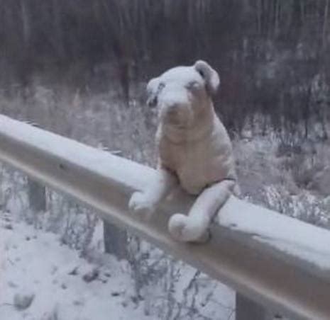 东北的下雪天到底有多冷，路边的狗狗站着都被冻死了！