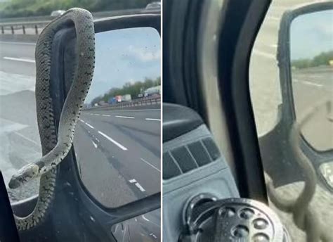 英国男子拍到父亲开车时一条蛇从引擎盖爬到后视镜，随后掉到高速路上