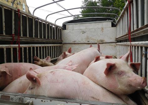 全国多地猪价上涨减缓，养猪人需小心了！