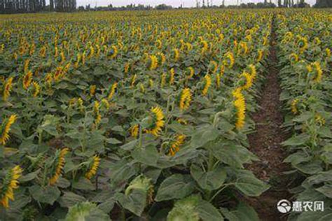 油葵矮化向日葵种子批发 s672 中种国际引进美国品种真正的矮大头-阿里巴巴