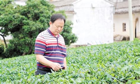 天台县街头镇：打造金叶子同心共富联盟推进黄茶三产融合-台州频道