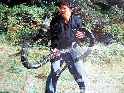 湖南莽山藏有世界最贵的蛇，民间俗称小青龙，蛇中大熊猫价值百万_凤凰网