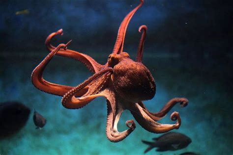 世界上九种神奇的章鱼品种_物种_海洋生物_其他