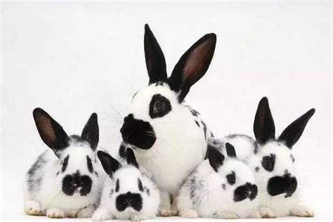 宠物兔种类,宠物兔品种,宠物兔的种类,兔子种类--56宠物网