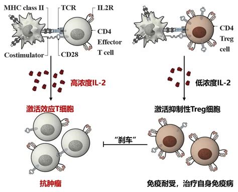 肿瘤免疫新型靶点——趋化因子受体_南京科佰生物科技有限公司