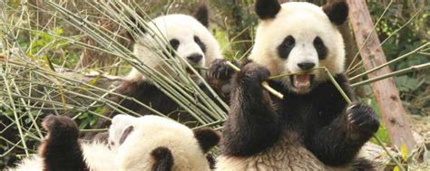 大熊猫为什么爱吃竹子 大熊猫爱吃竹子的原因介绍_知秀网