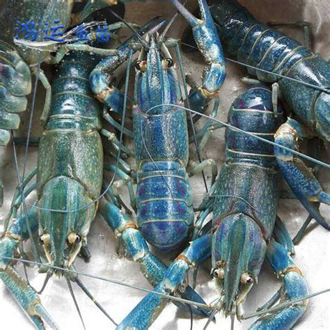 澳洲龙虾百科-澳洲龙虾天敌|图片-排行榜123网