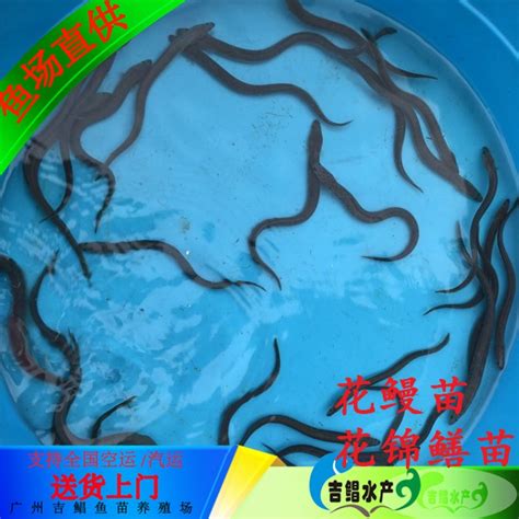 泰州花锦鳝苗 芦鳗苗网箱养鱼鳗鱼苗养殖|价格|厂家|多少钱-全球塑胶网