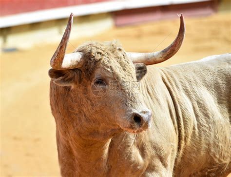 西班牙公牛长着大角高清图片下载-正版图片502566400-摄图网