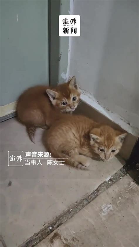 女子分享流浪猫叼来两只幼崽“投奔”：女儿常投喂它_凤凰网视频_凤凰网