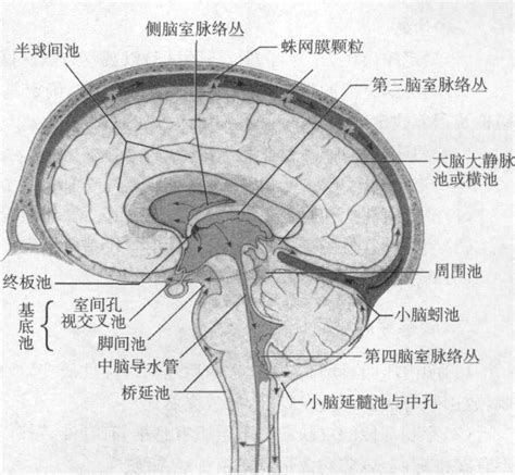 509 脑脊液循环模式图-基础医学-医学