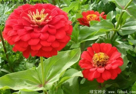 百日草的养殖方法-青州瀚运花卉园艺有限公司