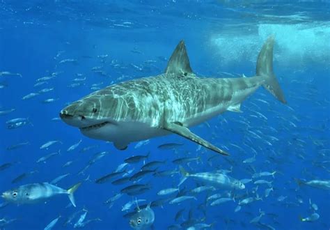 地球上是最大的食肉动物，古噬人鲨吃人图片(21米/103吨)-小狼观天下