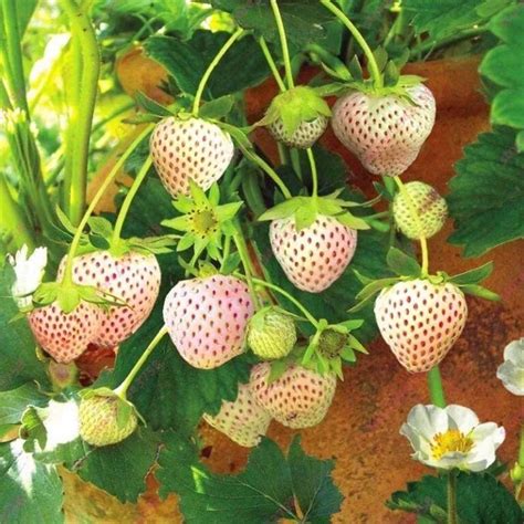 草莓种子栽培注意事项 草莓种子怎么播种-花圃日记-长景园林网
