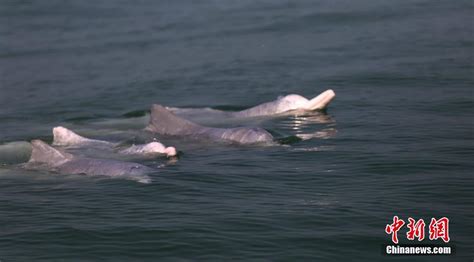 钦州三娘湾，中华白海豚之乡，绝佳的海上日出观赏地