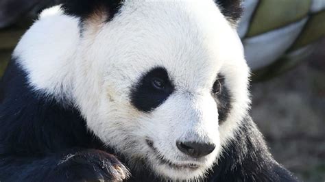 旅美大熊猫“乐乐”去世 中国驻美大使馆发声：中美将联合调查死因_腾讯视频