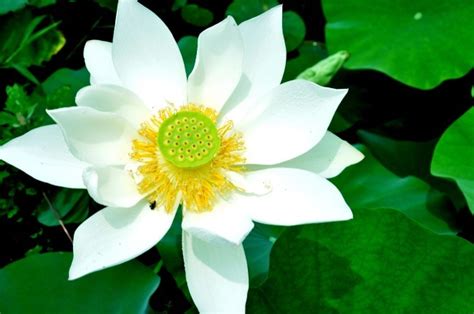 白睡莲花如何养护？白睡莲的养护方法和注意事项-绿宝园林网