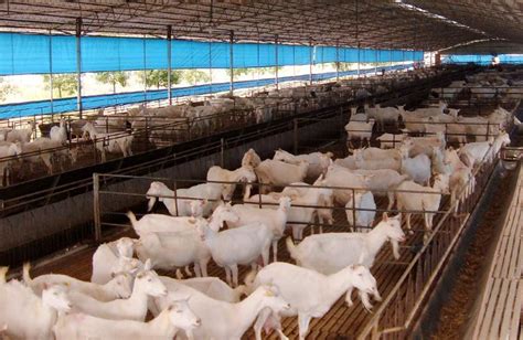 养殖福利！小型养殖场环保取消，2项补贴惠及猪农