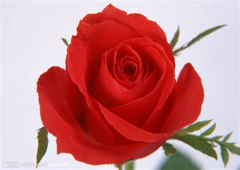 红色的玫瑰花图片-白底绿叶的玫瑰花素材素材-高清图片-摄影照片-寻图免费打包下载