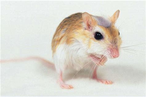科学网—小老鼠的吃货世界，别看它小，比你还能吃！ - 王振的博文