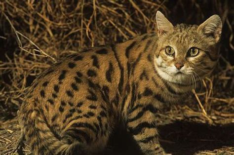 我国最多的一种野生猫科动物，即便每年被捕20万只，仍然无危|豹猫|被捕|野猫_新浪新闻