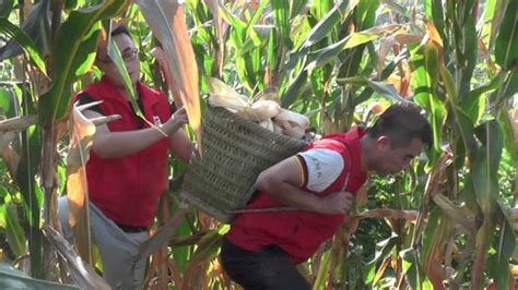 合川区：香龙镇志愿者助农收玉米_凤凰网