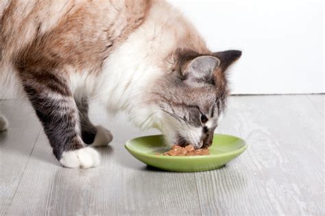 小猫喜欢吃什么食物（猫最喜欢吃的食物排行） - 胖萌舍宠物网