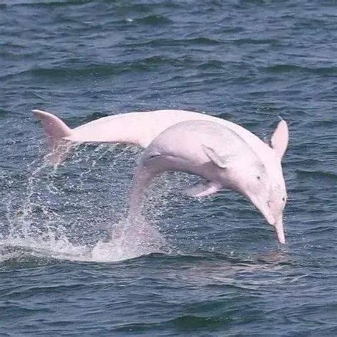 中华白海豚种群壮大发展 - 江苏环境网