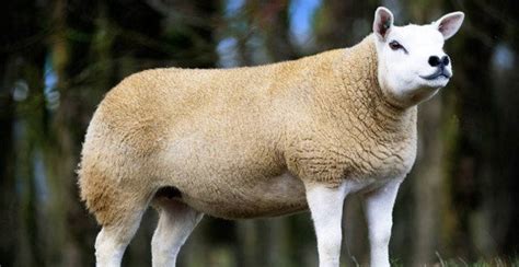什么羊能卖到332万人民币？英国这只顶级公羊成世界最贵绵羊-搜狐大视野-搜狐新闻