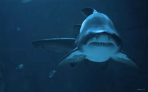 姥鲨,鲨鱼,自然,垂直画幅,野生动物,无人,英国,鱼类,海洋生命,海洋摄影素材,汇图网www.huitu.com