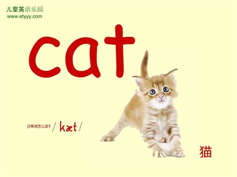 单词cat