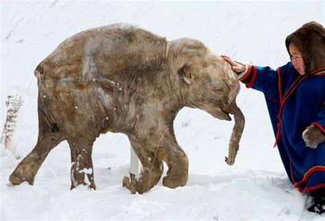 俄罗斯冻土里的猛犸象吃起来啥味道？中国网红：跟野猪肉差不多