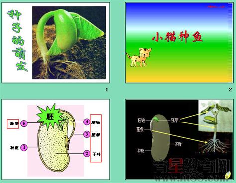 初一生物-种子萌发的自身条件与萌发过程-邓浩_腾讯视频