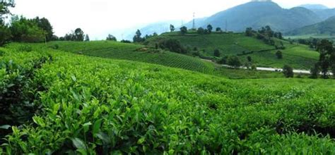 临沧茶区的茶有什么特点- 茶文化网