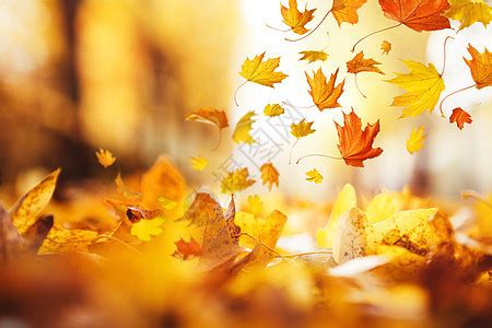 美丽的秋天图片-ZOL素材下载