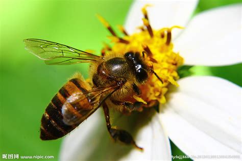 蜜蜂有哪些生物学特性？ - 蜜蜂知识 - 酷蜜蜂
