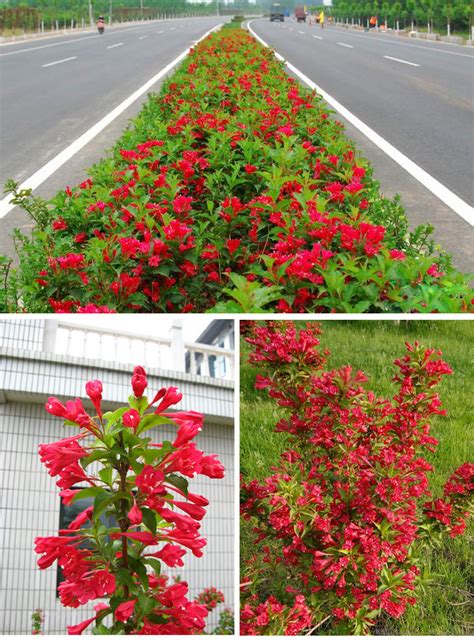 红王子锦带小苗庭院盆栽花卉色块地被植物红王子锦带花苗-阿里巴巴