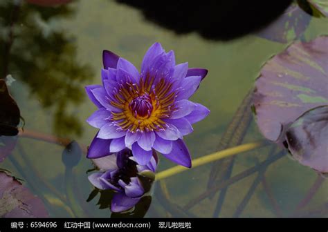 紫莲花朵开得漂亮还有小蜜蜂花蜜吸露高清图片下载-正版图片505750132-摄图网