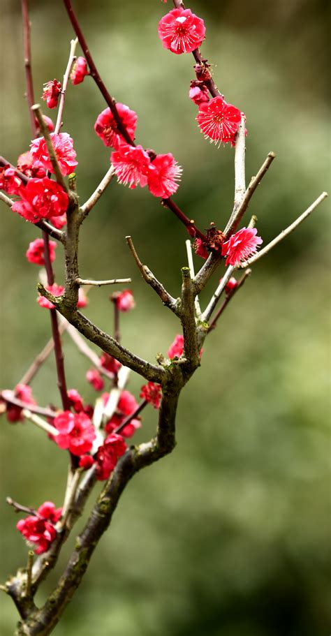 春天的梅花怎么形容 梅花象征着什么样的品质-生活经验-生活小常识大全
