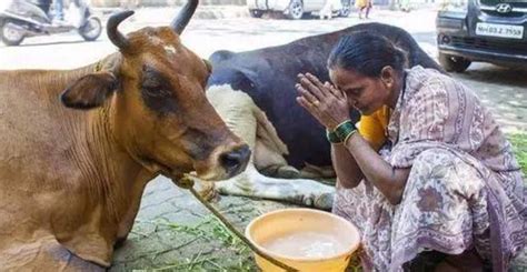 印度不吃牛，那么横穿印度马路的大量牛群，最后都去哪了？__财经头条