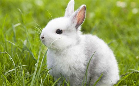 属兔的今年多大？