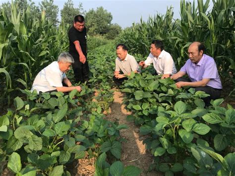 市农业农村技术推广中心调研指导大豆玉米带状复合种植_滁州市农业农村局