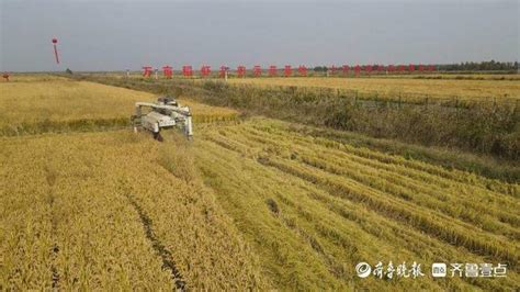 泸州：206万亩水稻进入成熟期 机械化收割让金黄稻穗颗粒归仓_四川在线