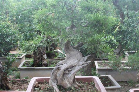 侧柏树桩盆景的嫁接方法和养护知识-种植技术-中国花木网