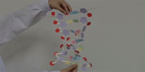 科技小制作diy人体基因DNA双螺旋模型科普生物科学实验器材教具-阿里巴巴