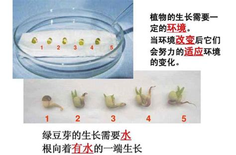 展示植物幼苗生长过程效果高清jpg图片免费下载_编号1ldhgx46z_图精灵