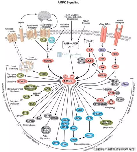 NF-κB 信号通路调节细胞因子转录 | MedChemExpress-技术文章-MedChemExpress