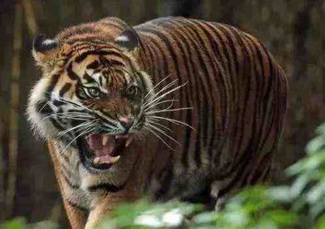 老虎和藏獒哪个厉害（藏獒和老虎战斗力对比） - 胖萌舍宠物网