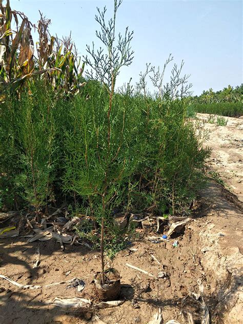 侧柏怎么栽成活率高-种植技术-中国花木网