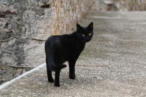 黑猫超吉利！为人们带来好运的黑猫传说